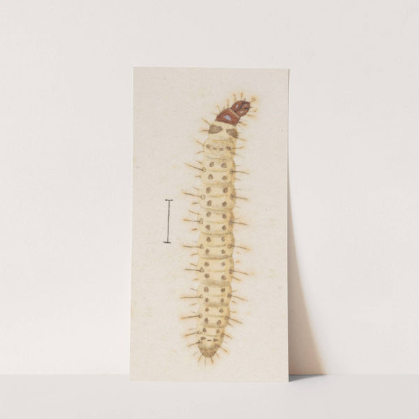 Entomology watercolour Pl.030 by George Hudson