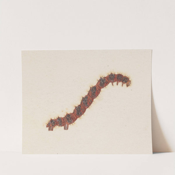 Entomology watercolour Pl.031 by George Hudson