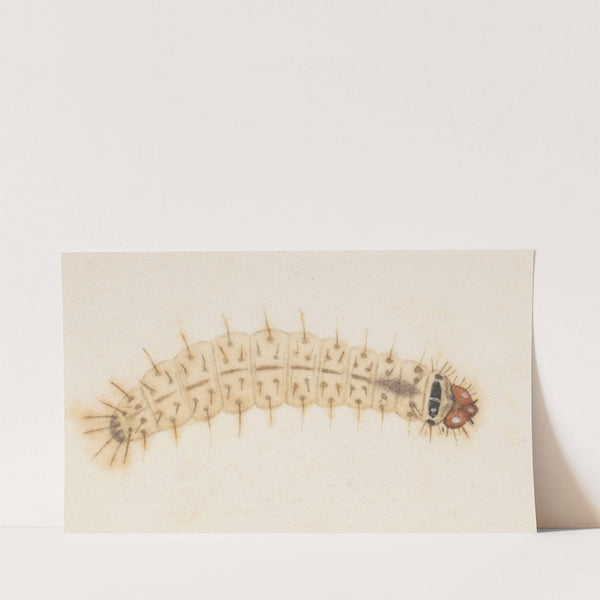 Entomology watercolour Pl.032 by George Hudson