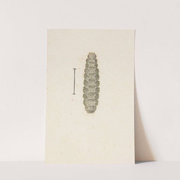 Entomology watercolour Pl.033 by George Hudson