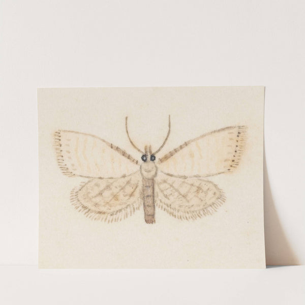 Entomology watercolour Pl.036 by George Hudson