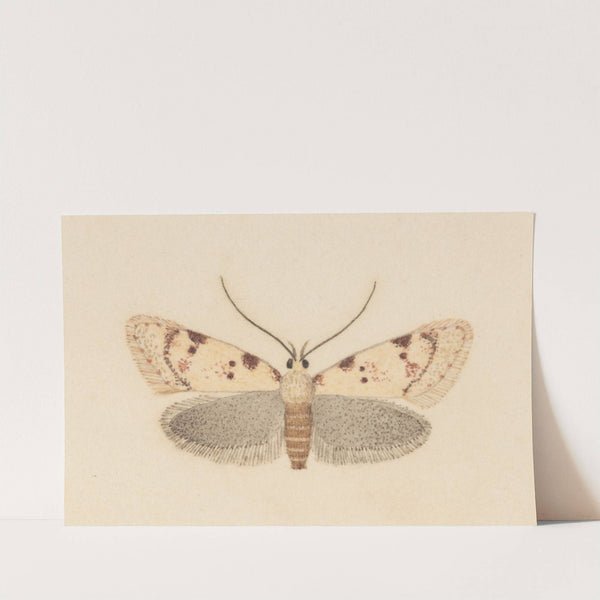 Entomology watercolour Pl.037 by George Hudson