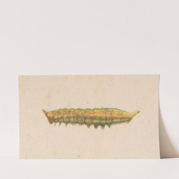 Entomology watercolour Pl.038 by George Hudson