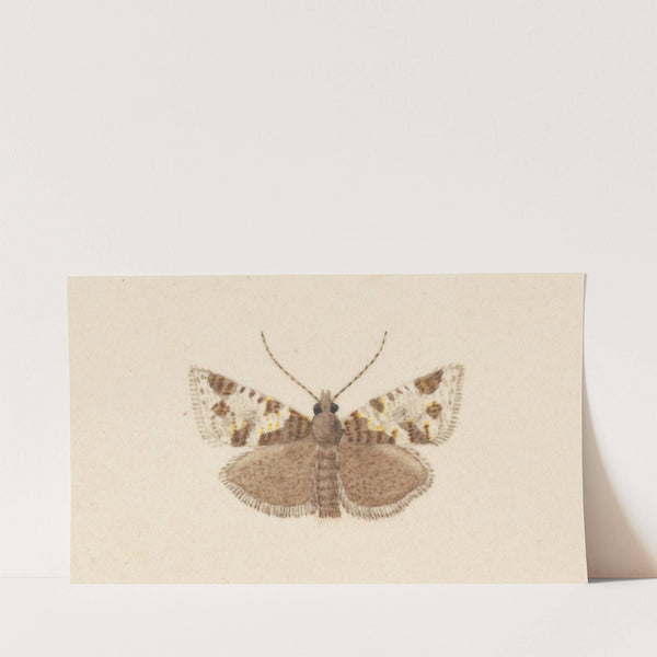 Entomology watercolour Pl.040 by George Hudson