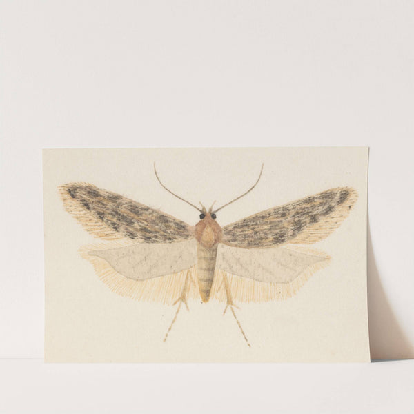 Entomology watercolour Pl.041 by George Hudson