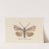 Entomology watercolour Pl.042 by George Hudson
