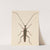 Entomology watercolour Pl.046 by George Hudson