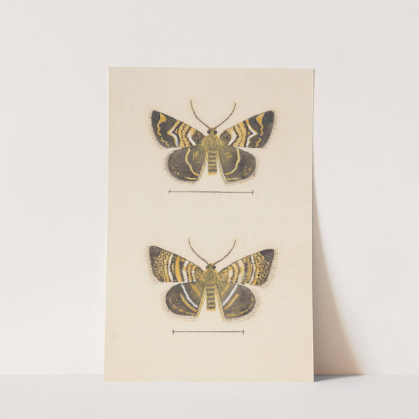 Entomology watercolour Pl.047 by George Hudson