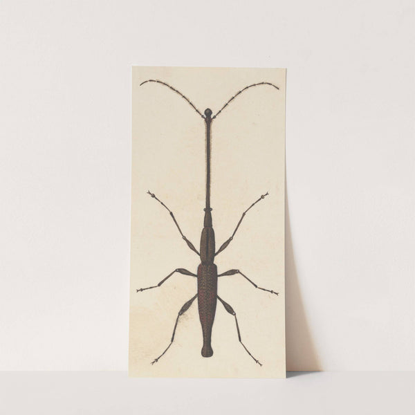 Entomology watercolour Pl.048 by George Hudson