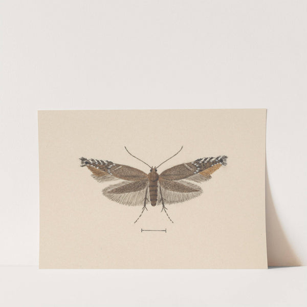 Entomology watercolour Pl.049 by George Hudson