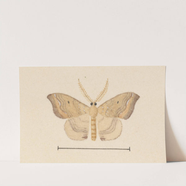 Entomology watercolour Pl.050 by George Hudson