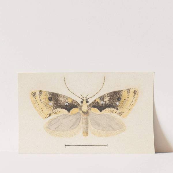 Entomology watercolour Pl.051 by George Hudson