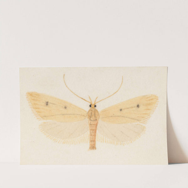 Entomology watercolour Pl.052 by George Hudson