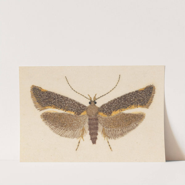 Entomology watercolour Pl.053 by George Hudson