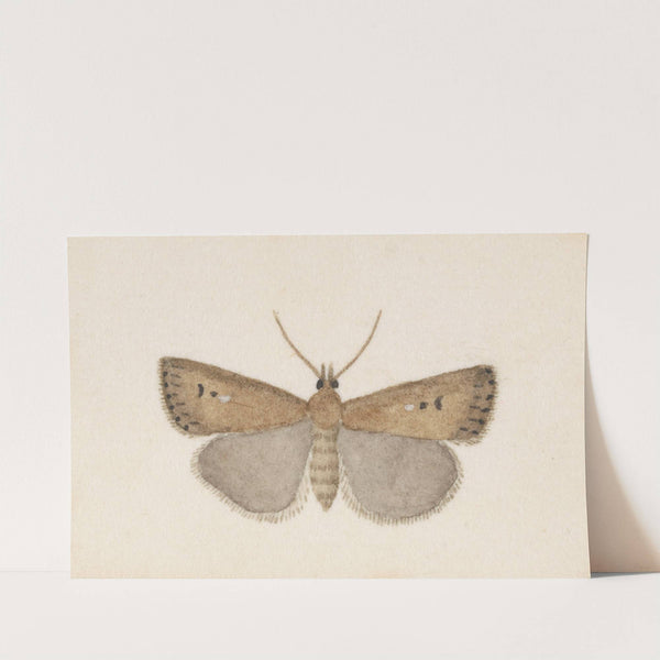 Entomology watercolour Pl.054 by George Hudson