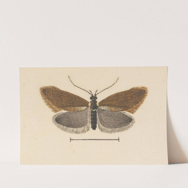 Entomology watercolour Pl.055 by George Hudson