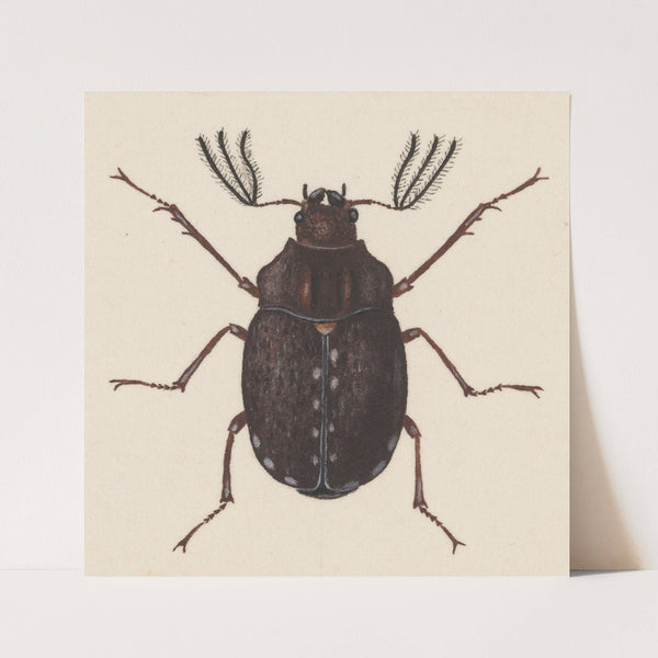 Entomology watercolour Pl.058 by George Hudson