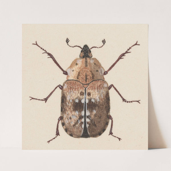 Entomology watercolour Pl.059 by George Hudson