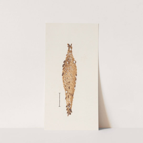 Entomology watercolour Pl.062 by George Hudson