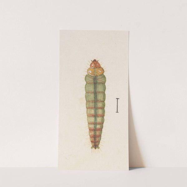 Entomology watercolour Pl.063 by George Hudson