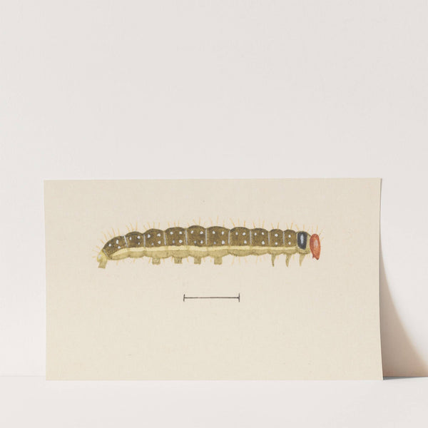 Entomology watercolour Pl.064 by George Hudson