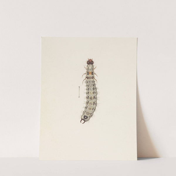 Entomology watercolour Pl.065 by George Hudson