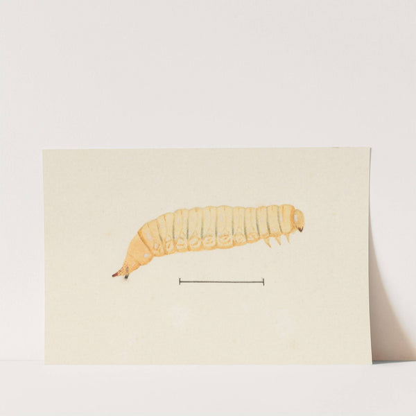 Entomology watercolour Pl.067 by George Hudson