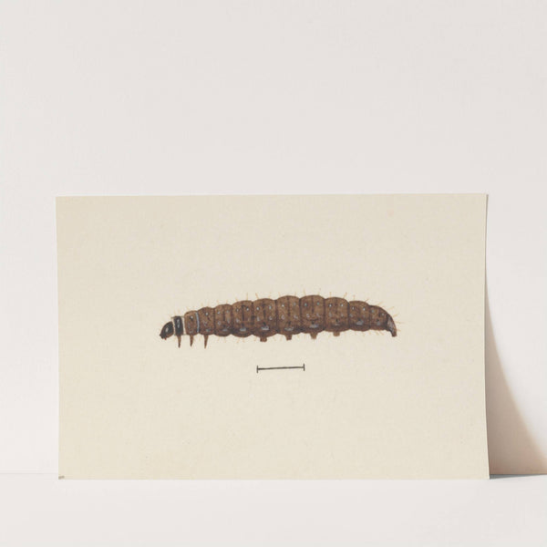 Entomology watercolour Pl.068 by George Hudson