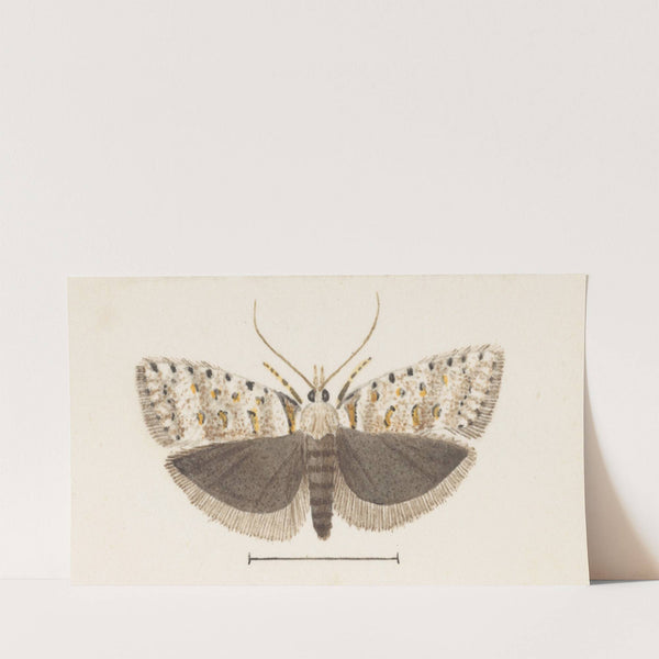 Entomology watercolour Pl.072 by George Hudson