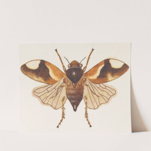 Entomology watercolour Pl.075 by George Hudson