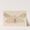 Entomology watercolour Pl.077 by George Hudson