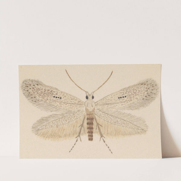 Entomology watercolour Pl.077 by George Hudson