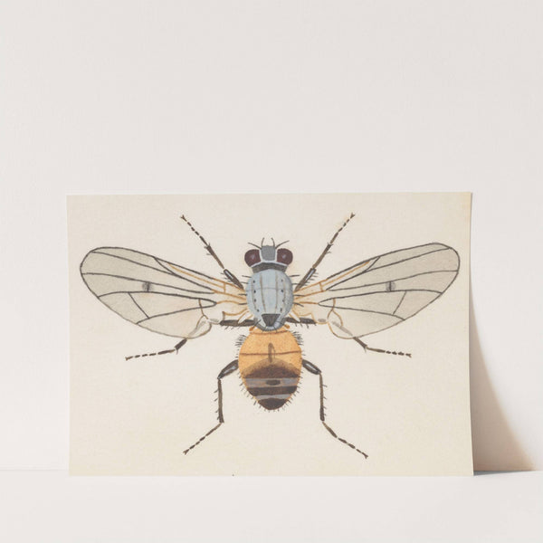 Entomology watercolour Pl.079 by George Hudson