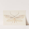 Entomology watercolour Pl.080 by George Hudson