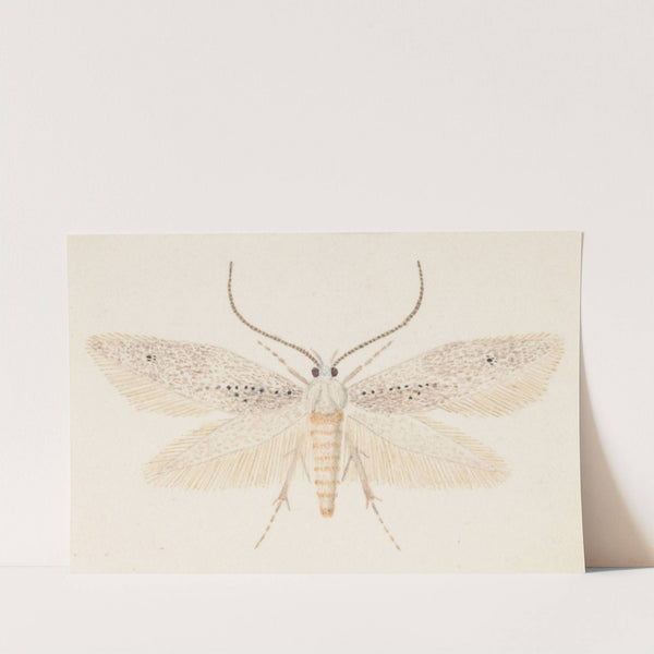 Entomology watercolour Pl.080 by George Hudson