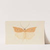 Entomology watercolour Pl.081 by George Hudson