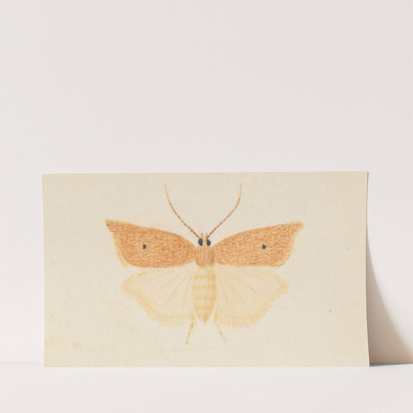 Entomology watercolour Pl.081 by George Hudson