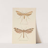 Entomology watercolour Pl.082 by George Hudson