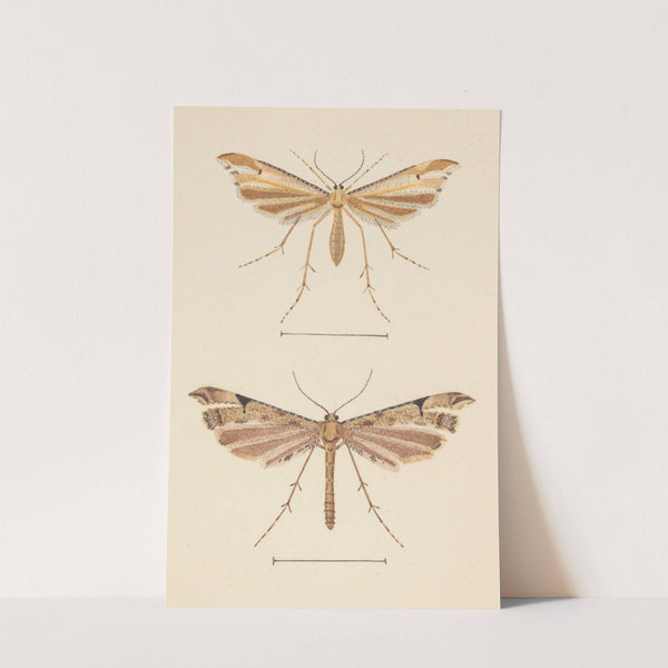 Entomology watercolour Pl.082 by George Hudson