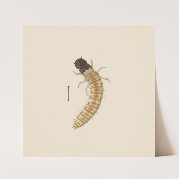 Entomology watercolour Pl.083 by George Hudson