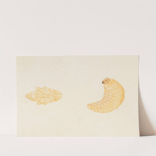 Entomology watercolour Pl.084 by George Hudson