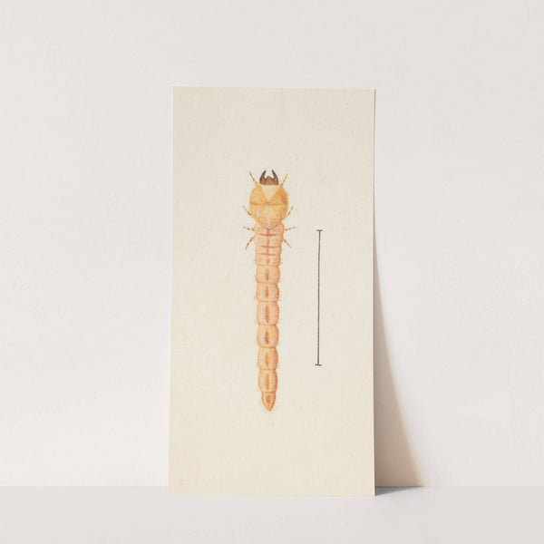 Entomology watercolour Pl.086 by George Hudson