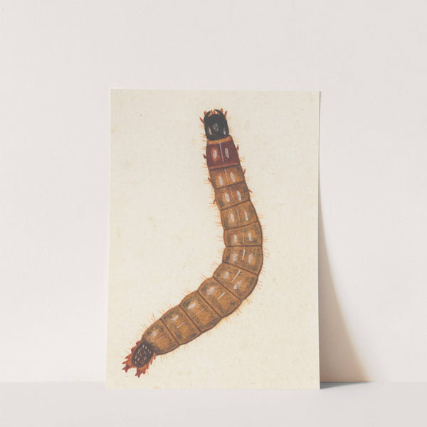 Entomology watercolour Pl.088 by George Hudson