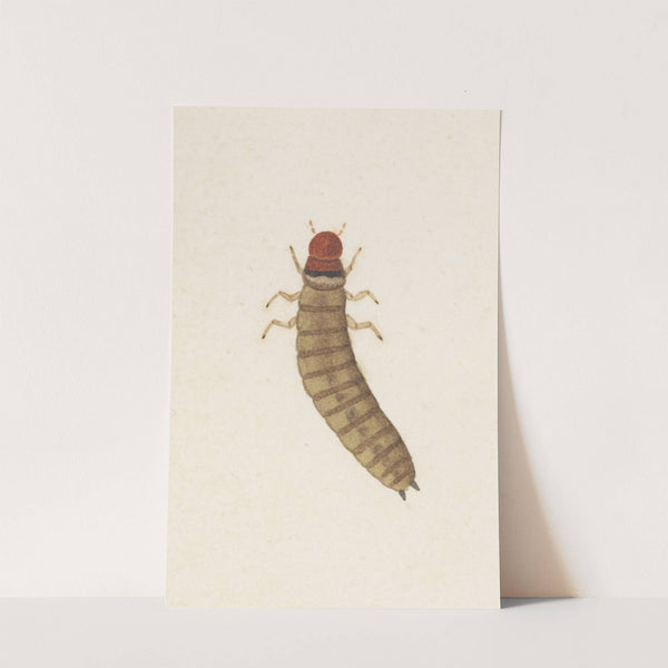 Entomology watercolour Pl.090 by George Hudson