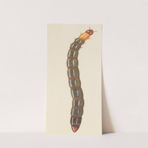 Entomology watercolour Pl.092 by George Hudson