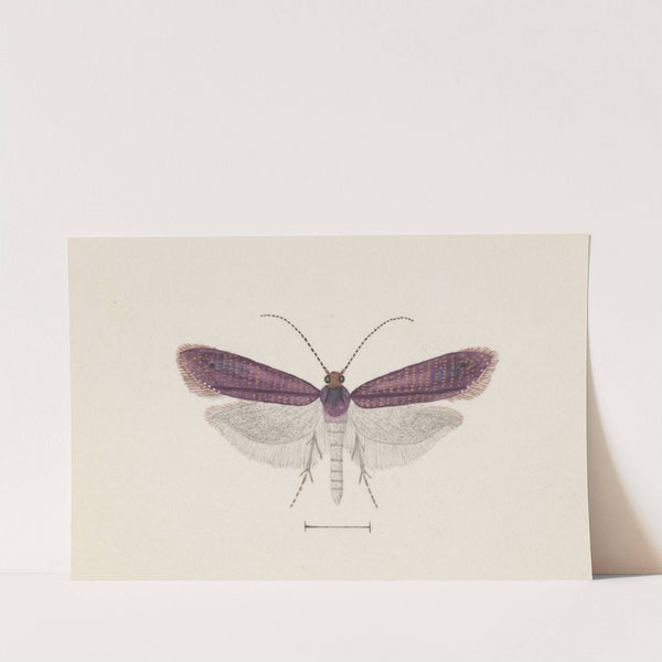 Entomology watercolour Pl.093 by George Hudson