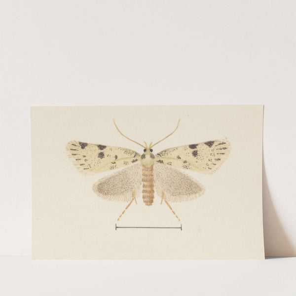 Entomology watercolour Pl.094 by George Hudson