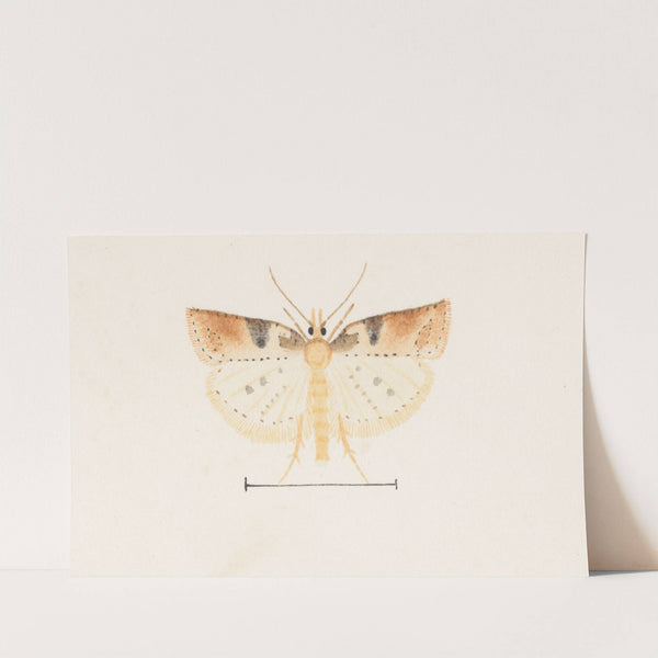 Entomology watercolour Pl.095 by George Hudson