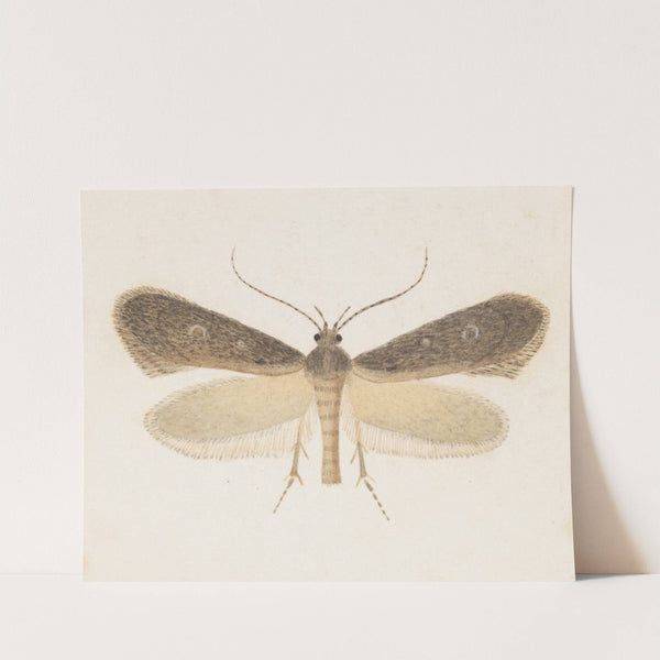 Entomology watercolour Pl.096 by George Hudson