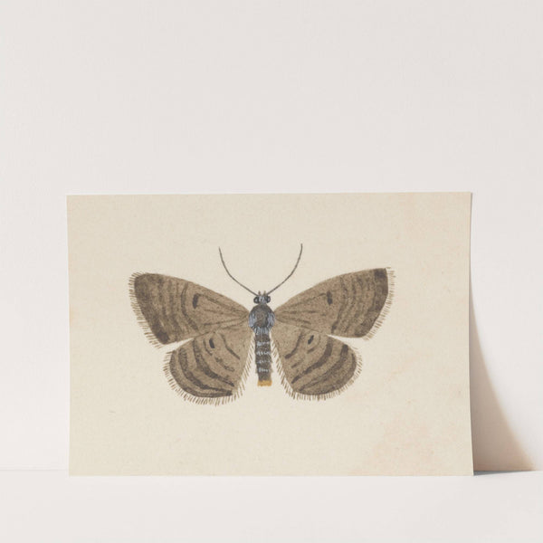 Entomology watercolour Pl.097 by George Hudson